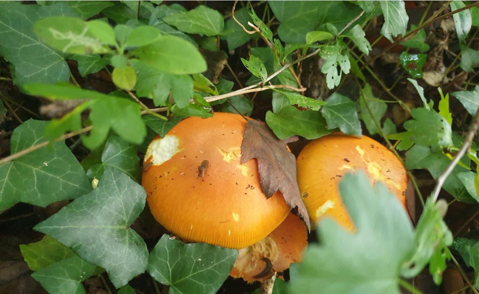 Seuls En Pleine Nature - Gite La Cote Blanche Puygaillard-de-Quercy Eksteriør bilde