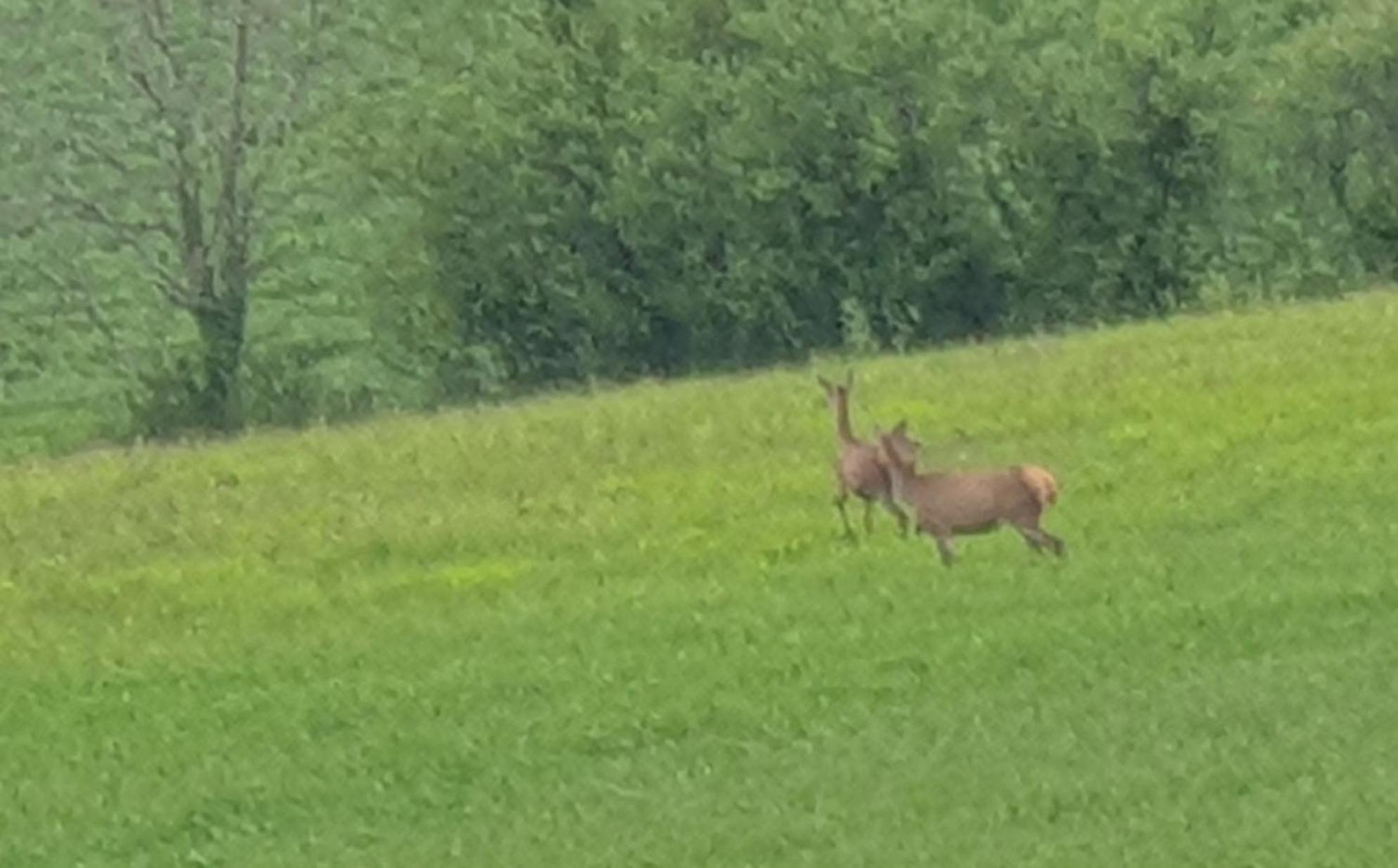 Seuls En Pleine Nature - Gite La Cote Blanche Puygaillard-de-Quercy Eksteriør bilde