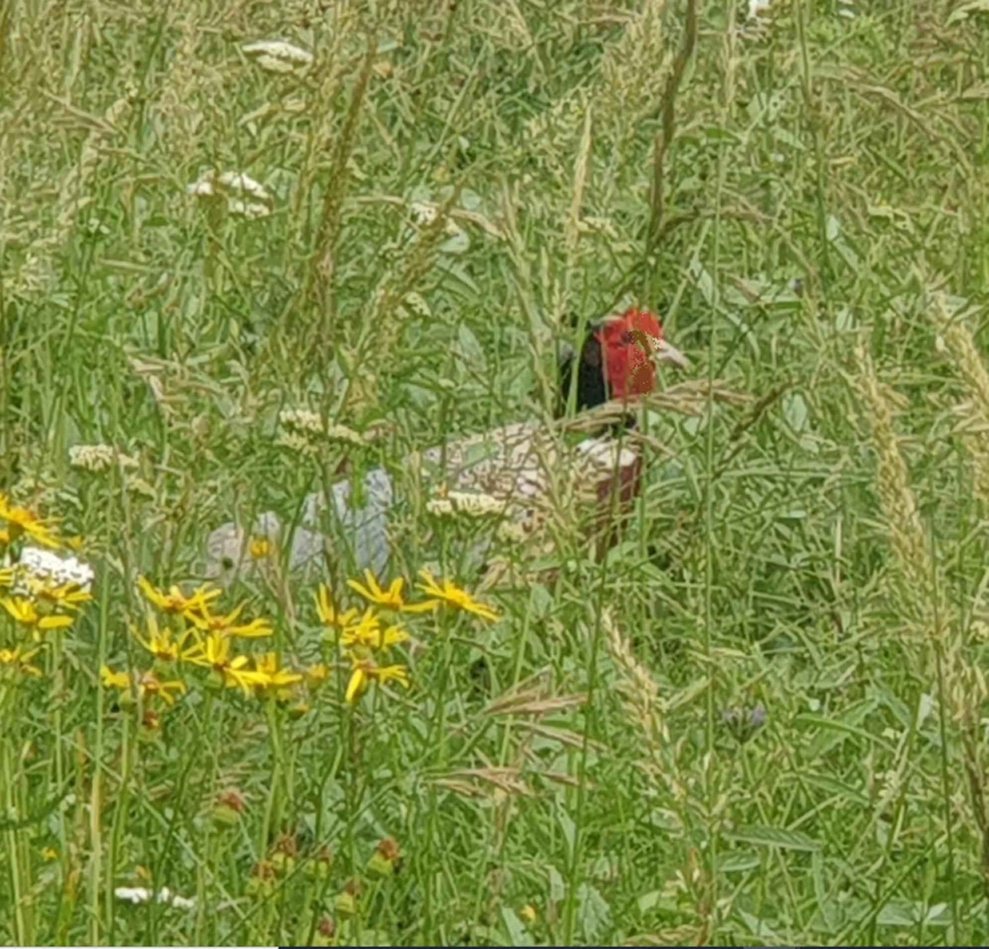 Seuls En Pleine Nature - Gite La Cote Blanche Puygaillard-de-Quercy Eksteriør bilde